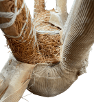 Back of horse held with large nail